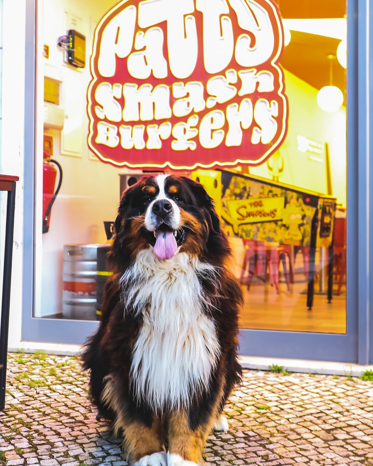 Bernese à porta da Patty